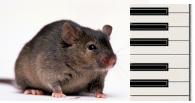 mouse e tastiera dalla mattina alla..