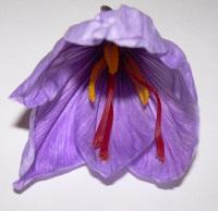 Immagine di un fiore di zafferano (Crocus sativus)