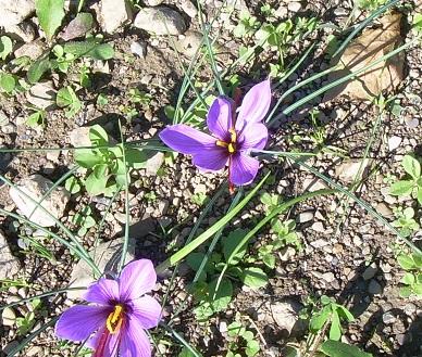 le piantine del Crocus Sativus nella fase di fioritura
